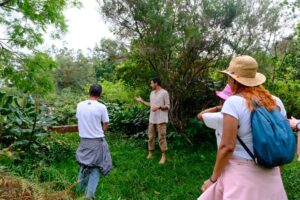 Formation plantes médicinales