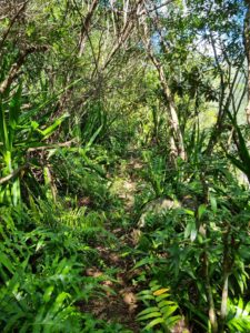 Forêt Bras de la Plaine